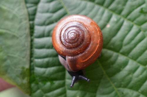 Sarika resplendens, 2026-10-17