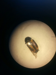 Cryptocephalus vittatus