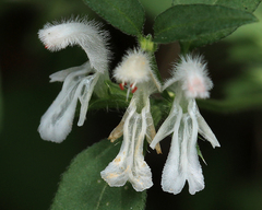 Leucas glabrata