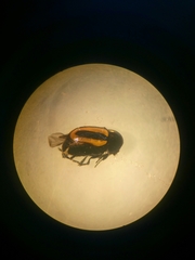 Cryptocephalus vittatus