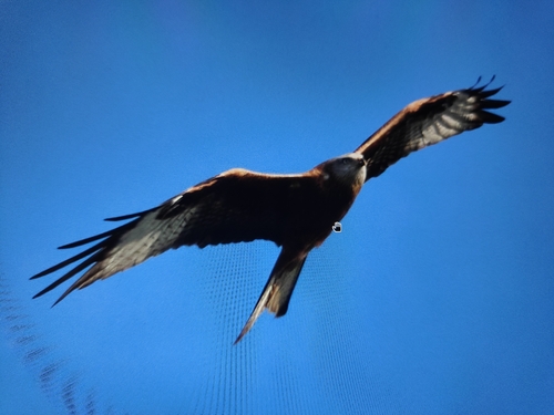 Red Kite