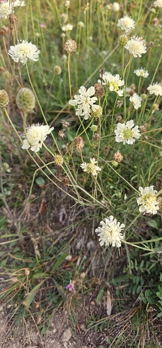 Cream Scabious