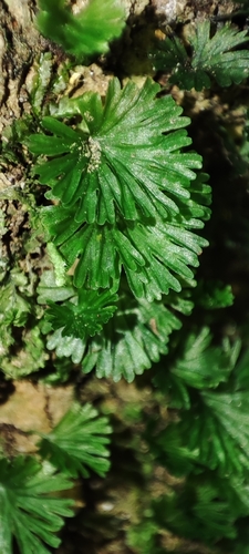 Crepidomanes parvulum observed 2026-10-10