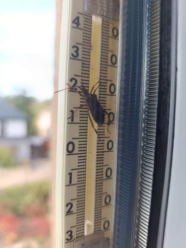 Western Conifer Seed Bug