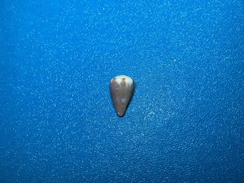 Conus rattus observed 2026-10-17