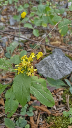 European goldenrod