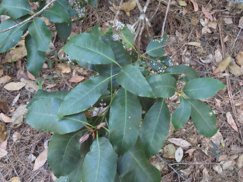 Schizomeria ovata observed 2026-10-09
