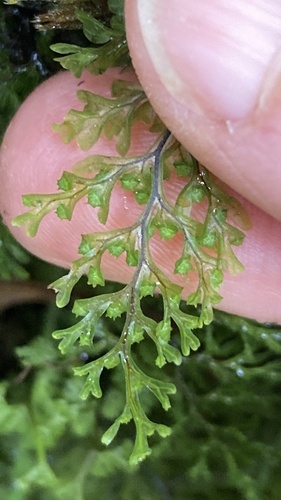 Hymenophyllum polyanthos observed 2026-10-15