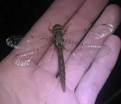 Neurocordulia molesta