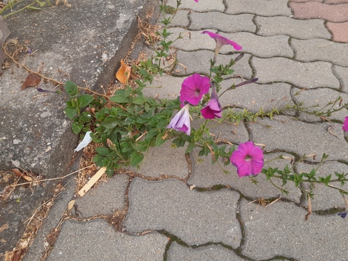 Petunia atkinsiana observed 2026-10-14