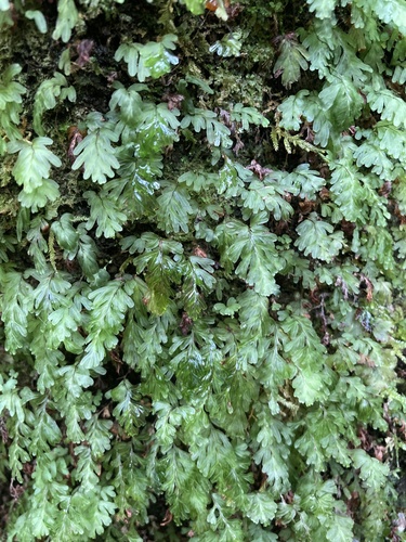 Hymenophyllum rarum observed 2026-10-15