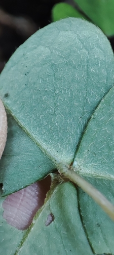 Oxalis griffithii observed 2026-10-10