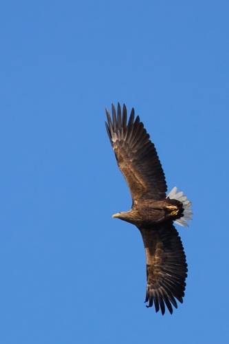 Haliaeetus albicilla albicilla