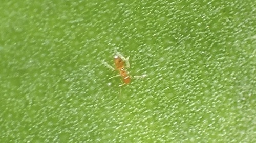 Plagiolepis alluaudi observed 2026-10-16