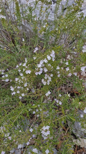 Winter Savory