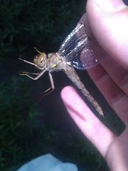 Neurocordulia molesta