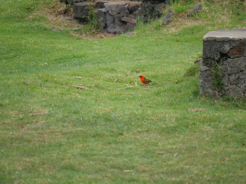 iNaturalist image