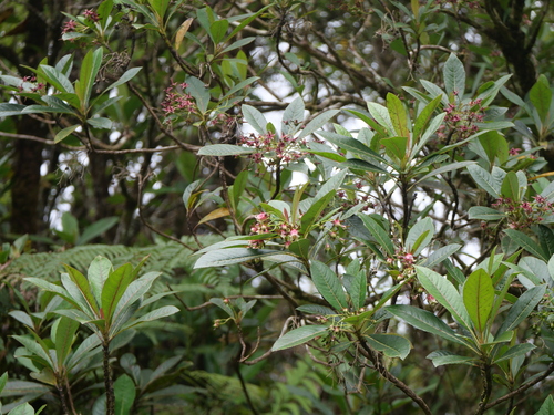 Forgesia racemosa observed 2026-10-16