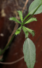 Leucas glabrata