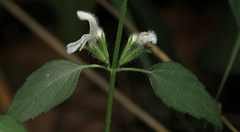 Leucas glabrata