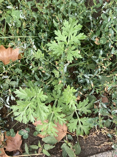 absinthe wormwood