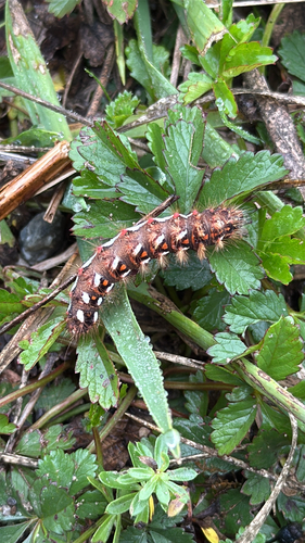 Knot Grass Moth