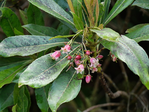 Forgesia racemosa observed 2026-10-16