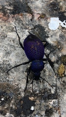 Carabus scabrosus