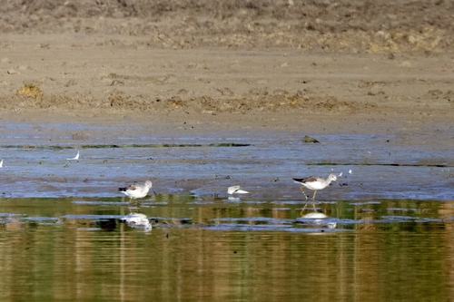 Common Greenshank
