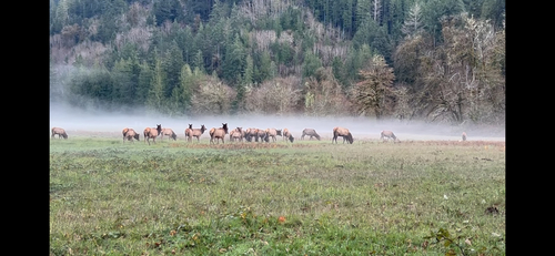 Roosevelt Elk observed by melissa53250