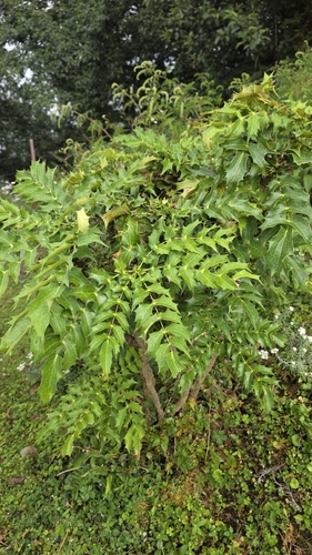 Mahonia napaulensis observed 2026-10-05