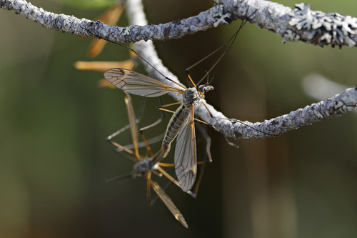 Prionocera