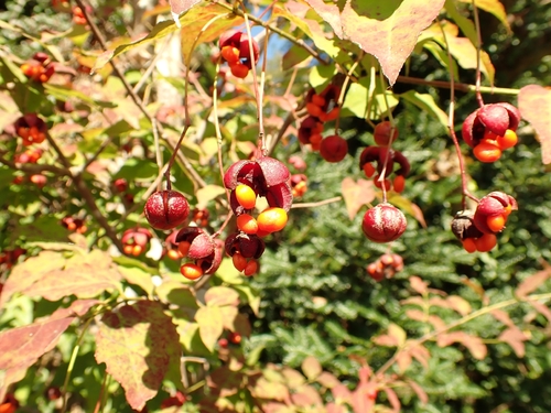 Euonymus oxyphyllus observed 2026-10-10