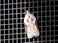 Acleris maculidorsana