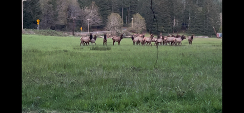Roosevelt Elk observed by melissa53250