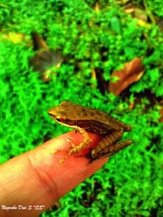 Chalcorana chalconota