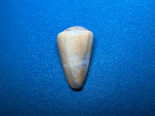 Conus flavidus observed 2026-10-17