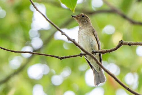 Cyanoptila cyanomelana observed 2026-10-17