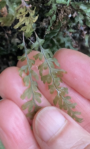 Hymenophyllum rarum observed 2026-10-15
