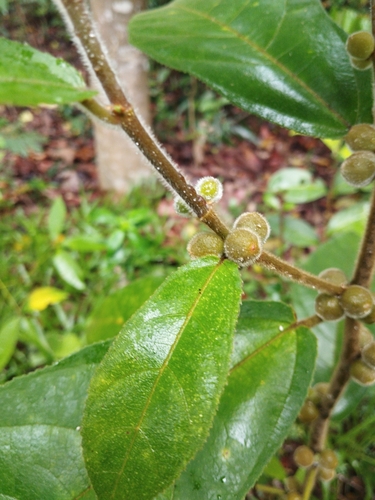 Ficus aurata observed 2026-10-17