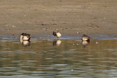 Northern Shoveler