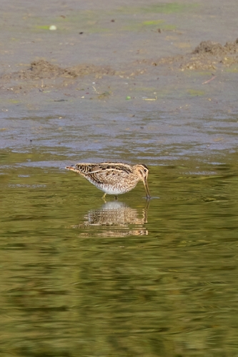Common Snipe