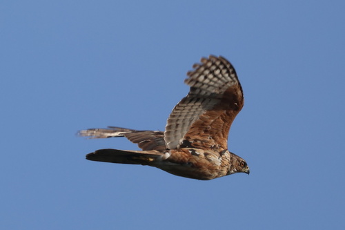 iNaturalist image