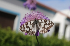 Melanargia ines