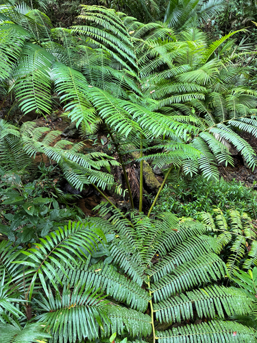 Angiopteris evecta observed 2026-10-17