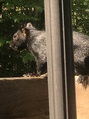Sciurus carolinensis