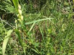 Apterobittacus apterus