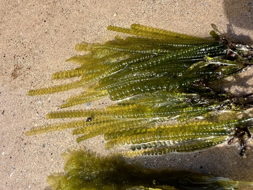 Chaetomorpha coliformis observed 2026-10-17
