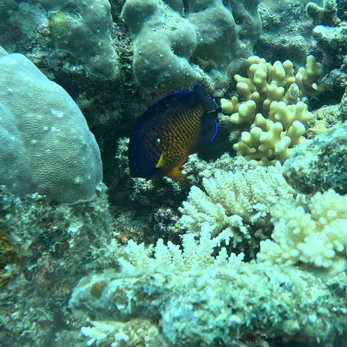Centropyge bispinosa observed 2026-10-16