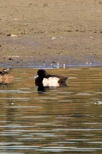 Tufted Duck